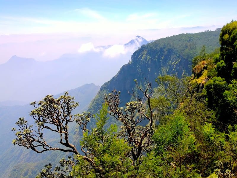 Kodaikanal Forest Tour