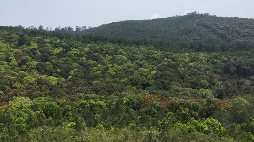 kodaikanal-forest-tour4