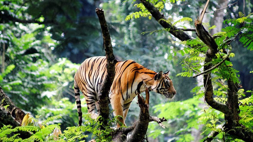 thekkady-munnar-tours2