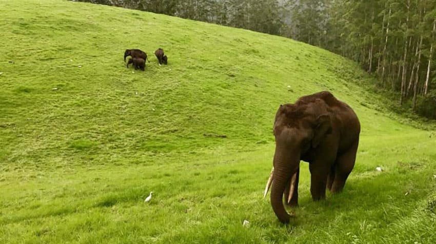 thekkady-munnar-tours4