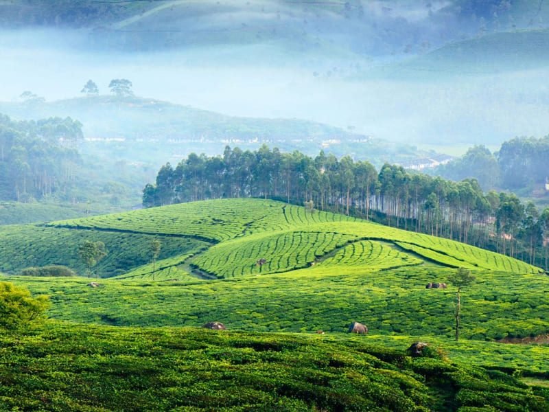 Munnar-tour